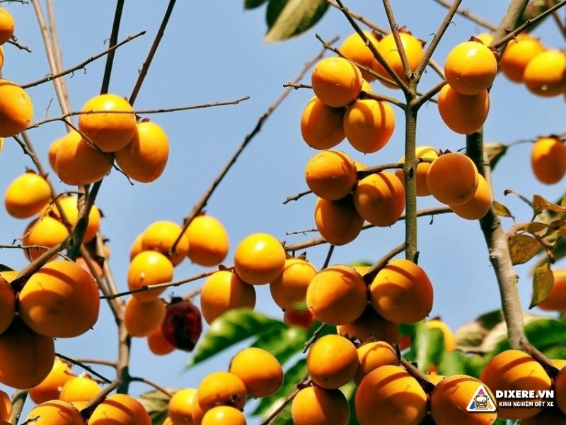 Hồng Bảo Lâm - Hoa quả ngon và ngọt tại Lạng Sơn(ảnh: internet)
