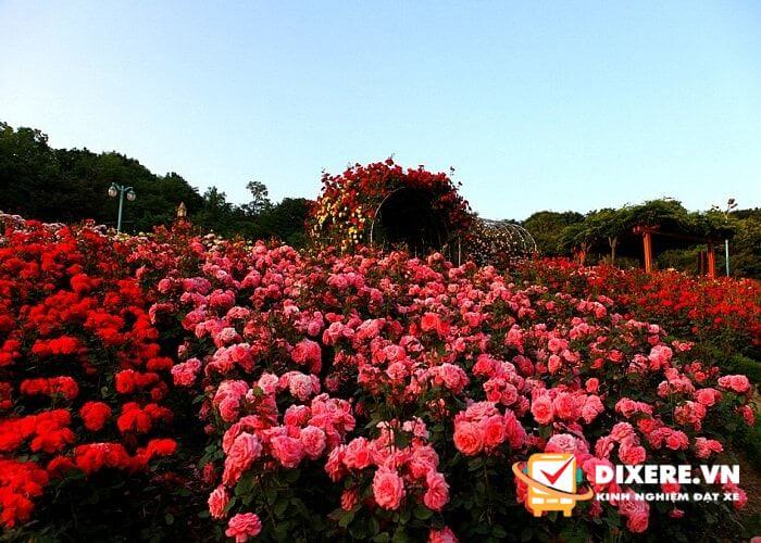 Xe giường nằm Express - Top 5 nhà xe đi Sapa giá rẻ, uy tín 11 hoa hồng result 2