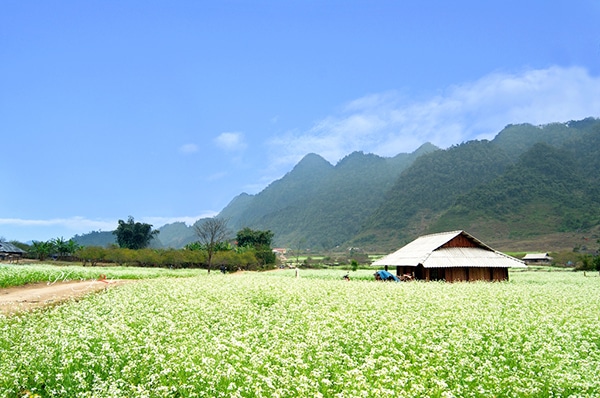 👣Du lịch Mộc Châu mùa hoa cải trắng 🌼