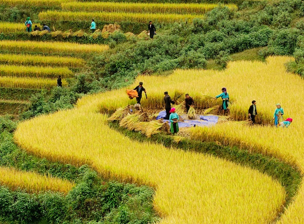 Kinh nghiệm du lịch Hà Giang mùa lúa chín 2020